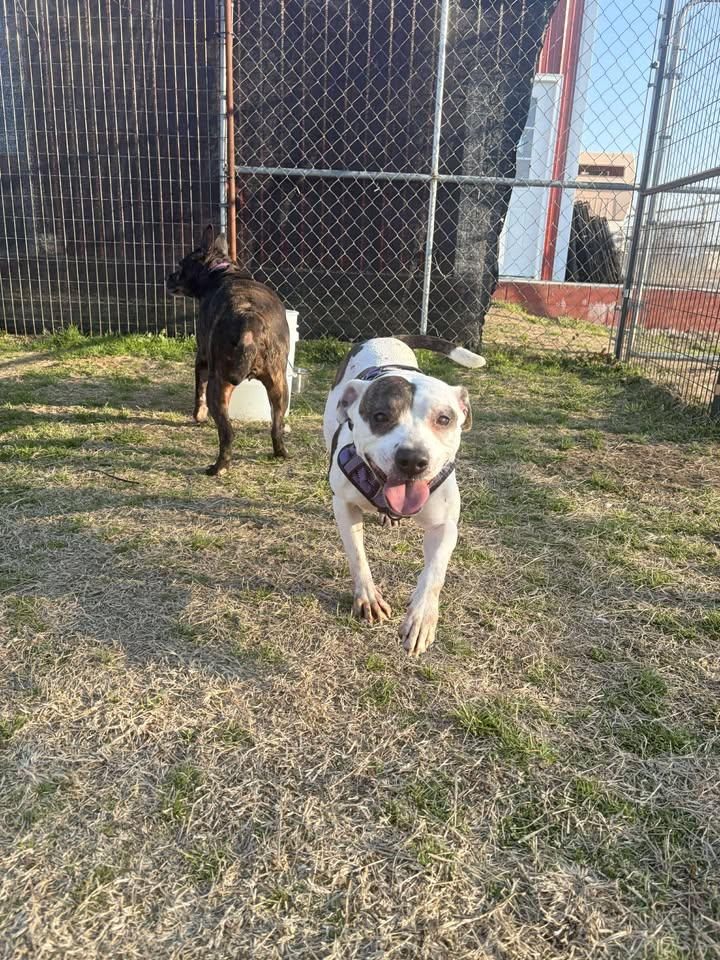 Alana, a ADOPTABLE mixed breed in Mullins, SC image 4/6