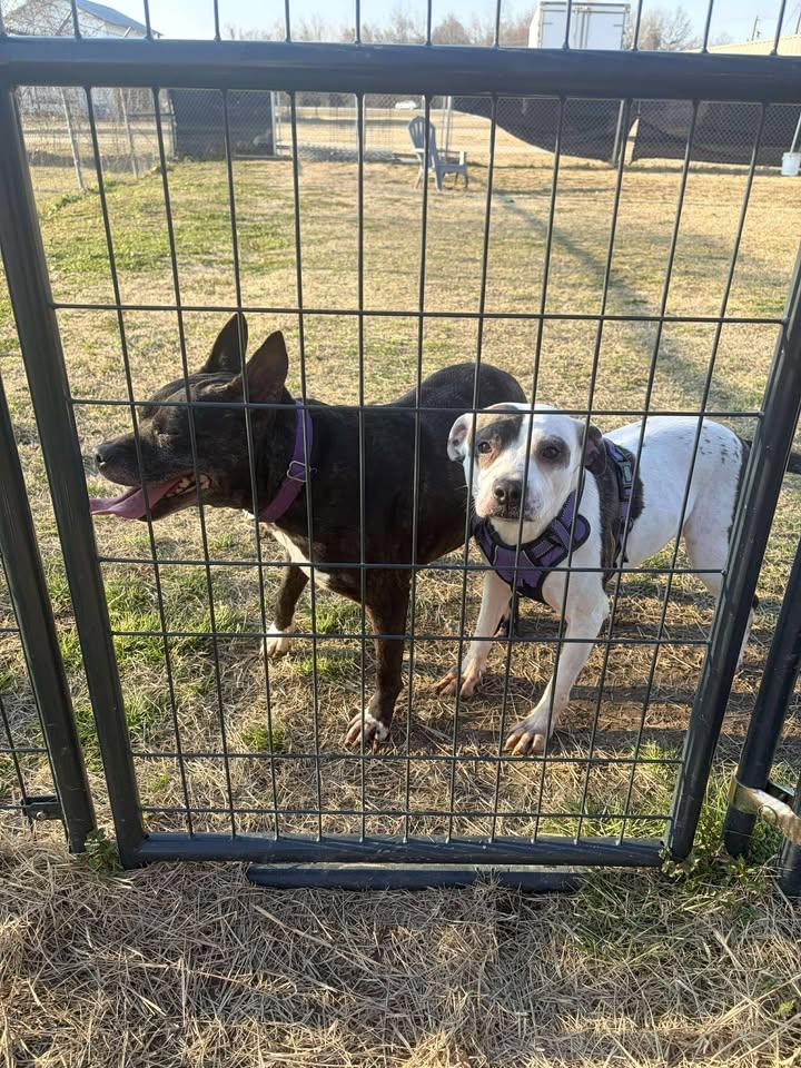 Alana, a ADOPTABLE mixed breed in Mullins, SC image 6/6