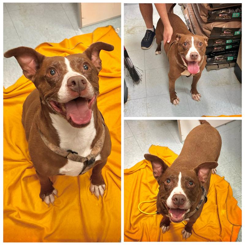 Nero, ADOPTABLE, Adult Male Mixed Breed.