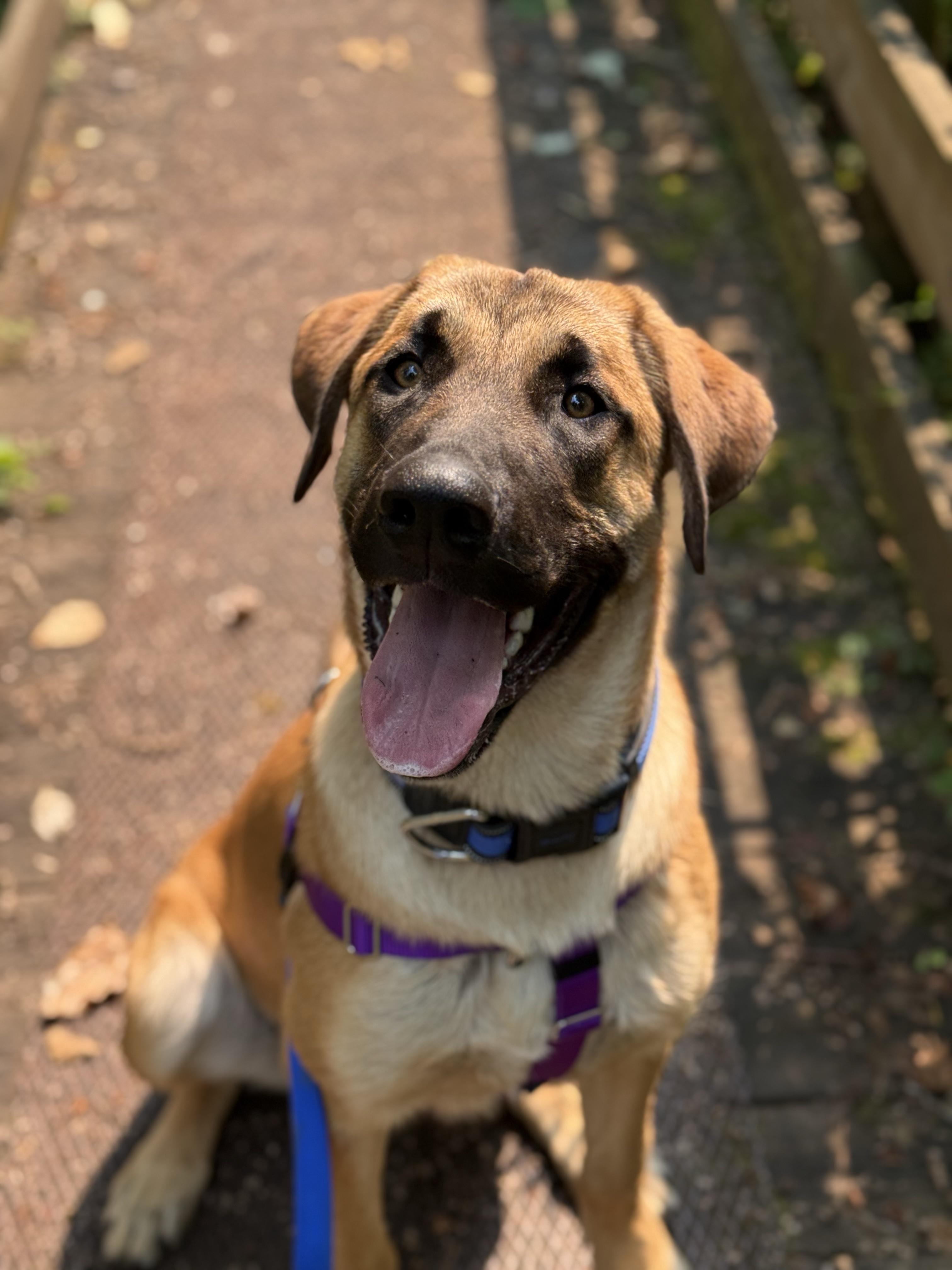 Luka 40266 (Approx. 10 Months), ADOPTABLE, Young Male Great Dane & German Shepherd Dog.