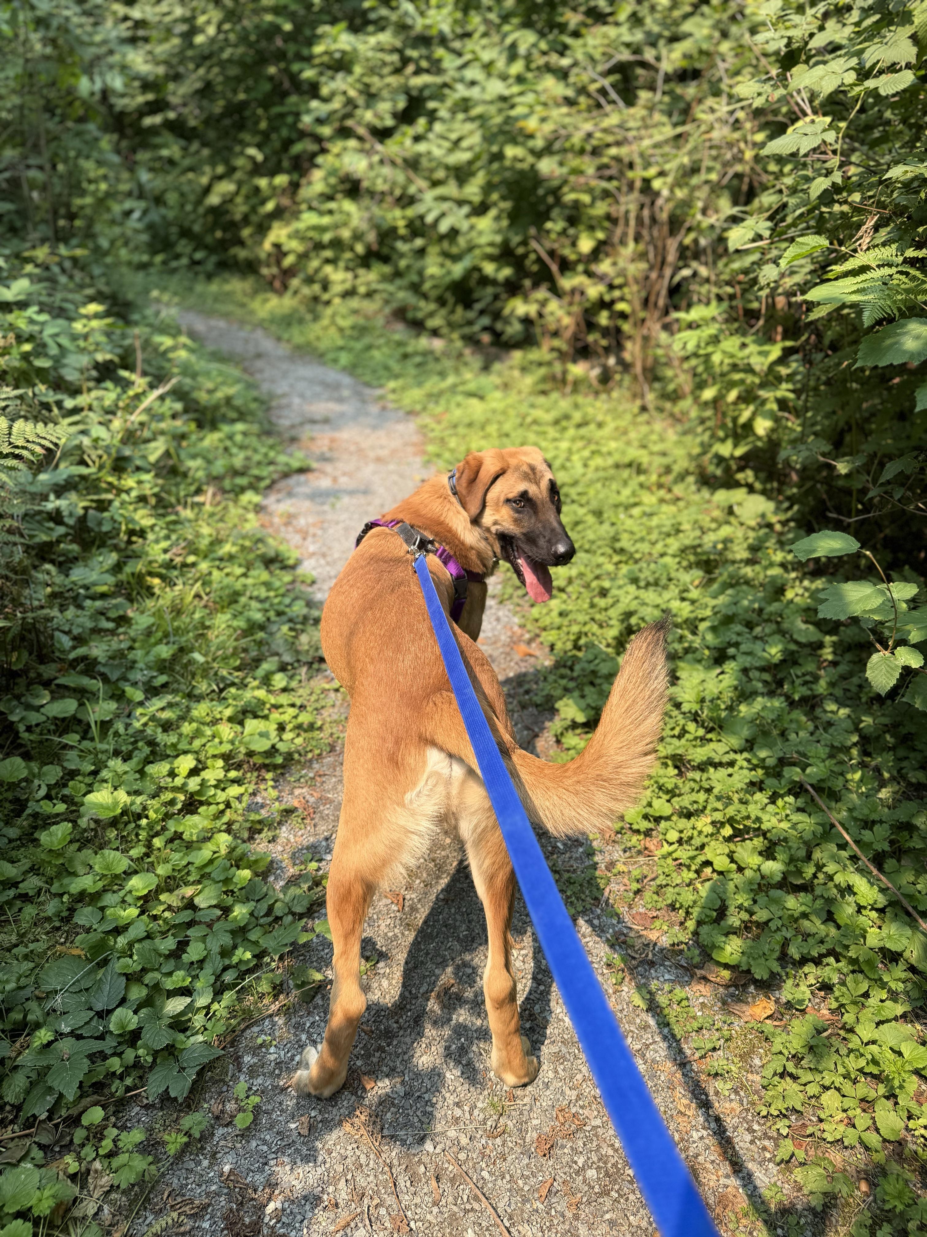Enlarge Luka 40266 (Approx. 10 Months), a ADOPTABLE mixed breed in Langley, BC image 3/4