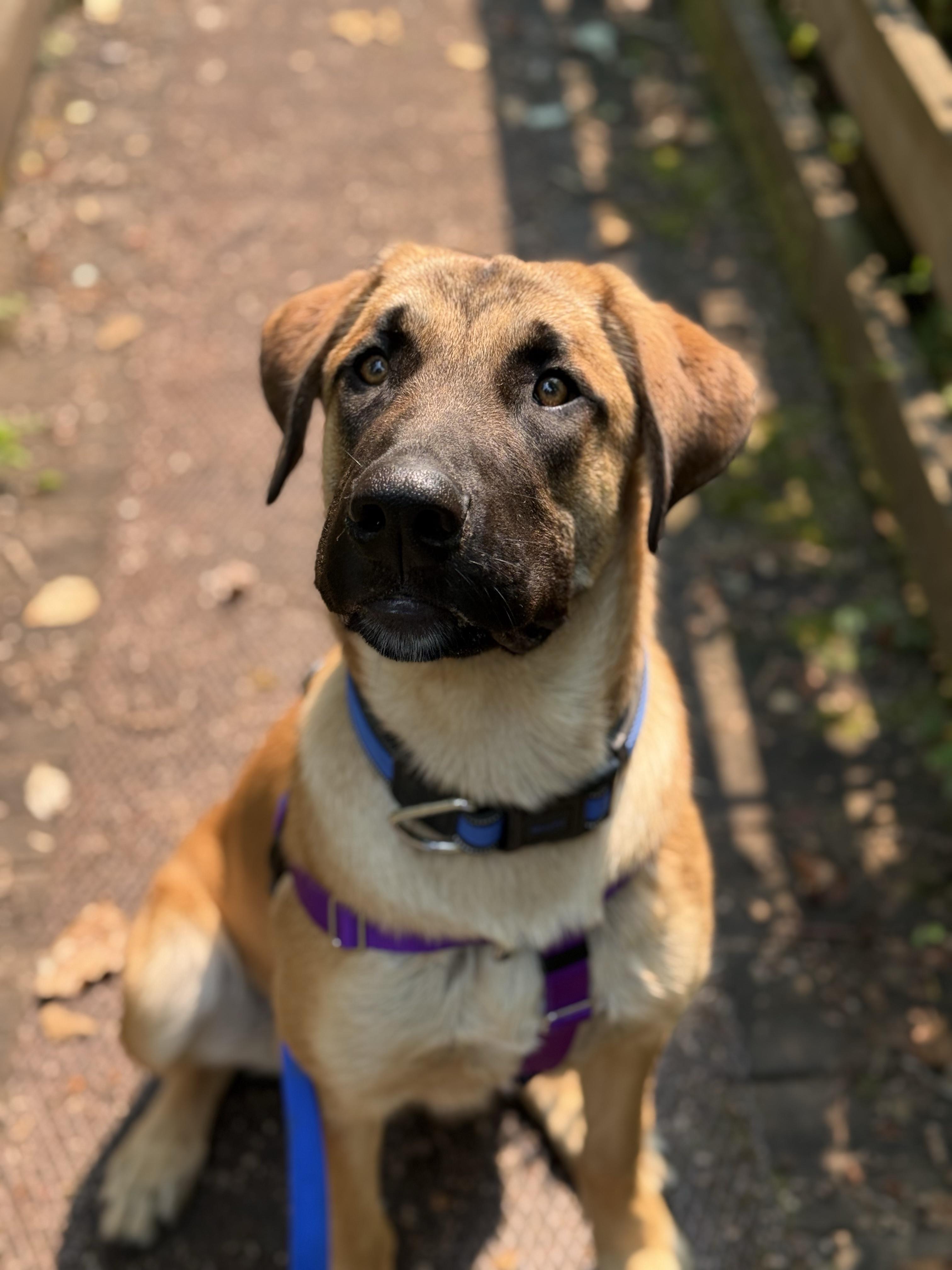 Enlarge Luka 40266 (Approx. 10 Months), a ADOPTABLE mixed breed in Langley, BC image 4/4
