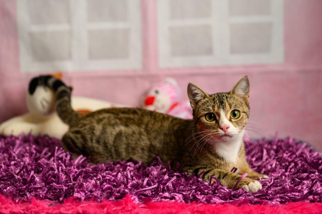 Gypsy, Adoptable, Young Female Domestic Short Hair.