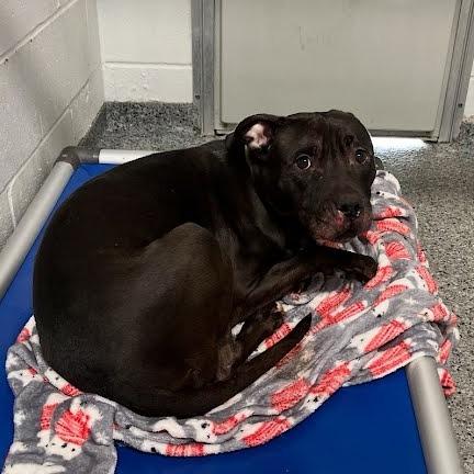 Enlarge Patsy, a Adoptable Mixed Breed in Jeffersonville, IN image 1/1