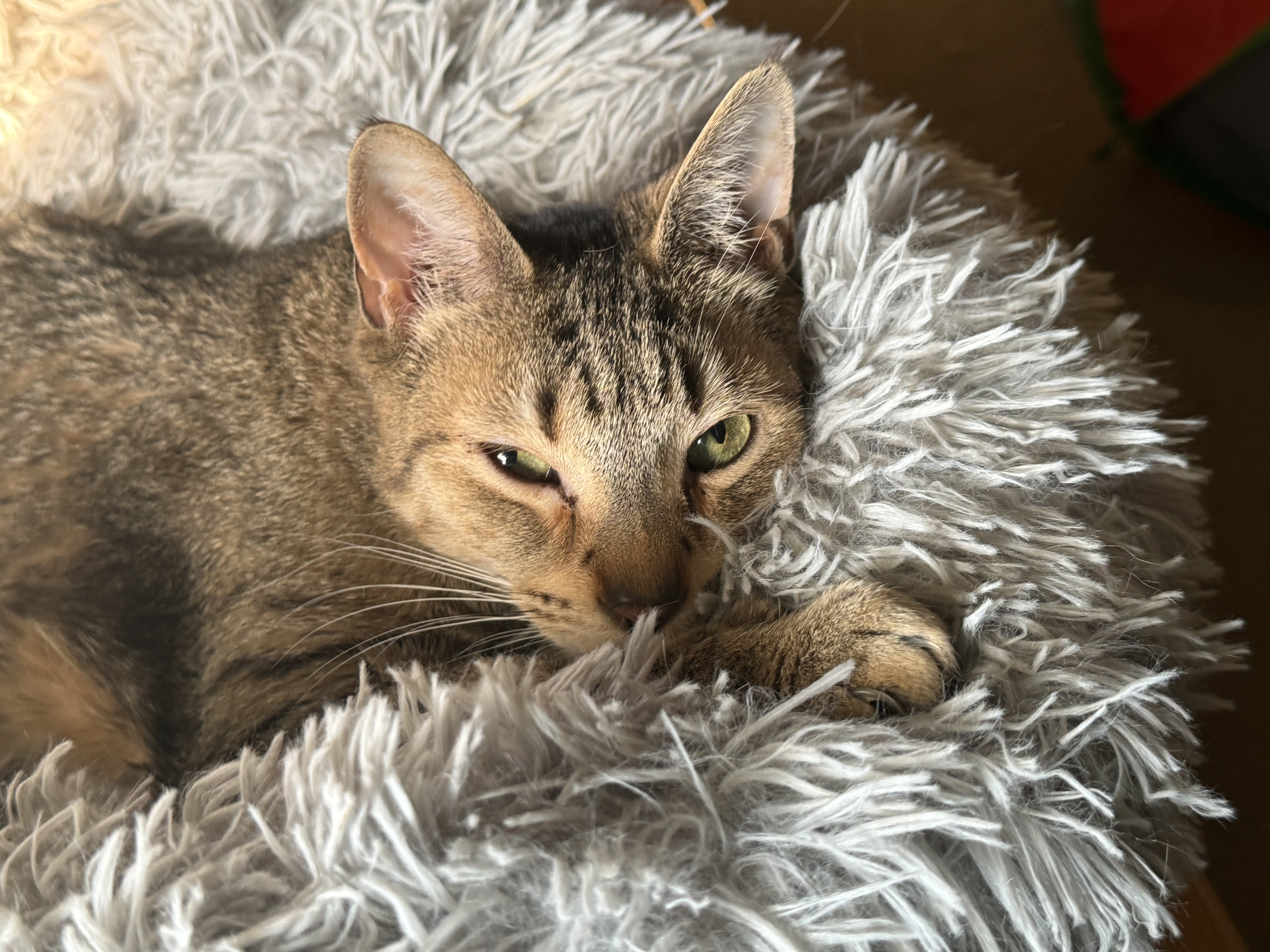 Enlarge Harry, a Adoptable Domestic Short Hair in North Tonawanda, NY image 11/12