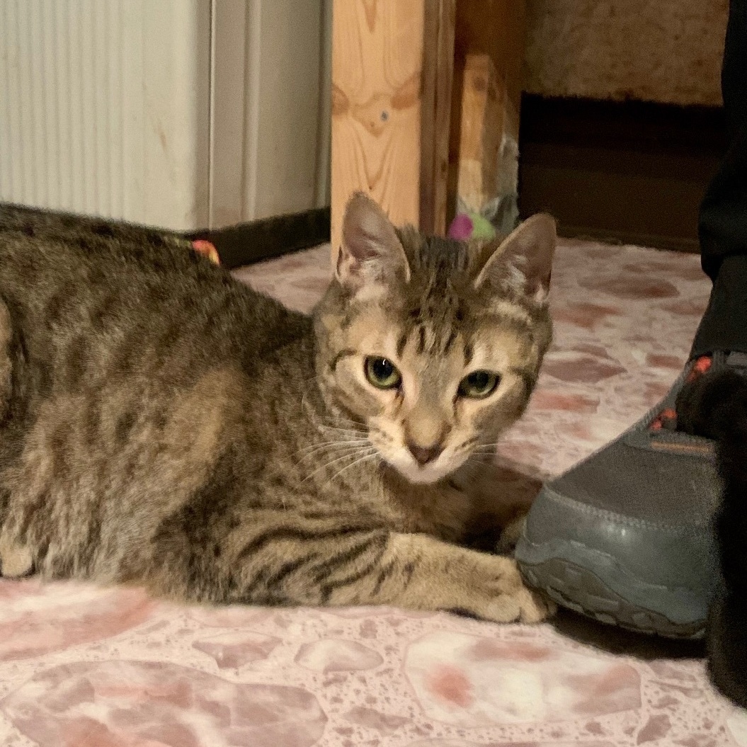 Enlarge Harry, a Adoptable Domestic Short Hair in North Tonawanda, NY image 9/12