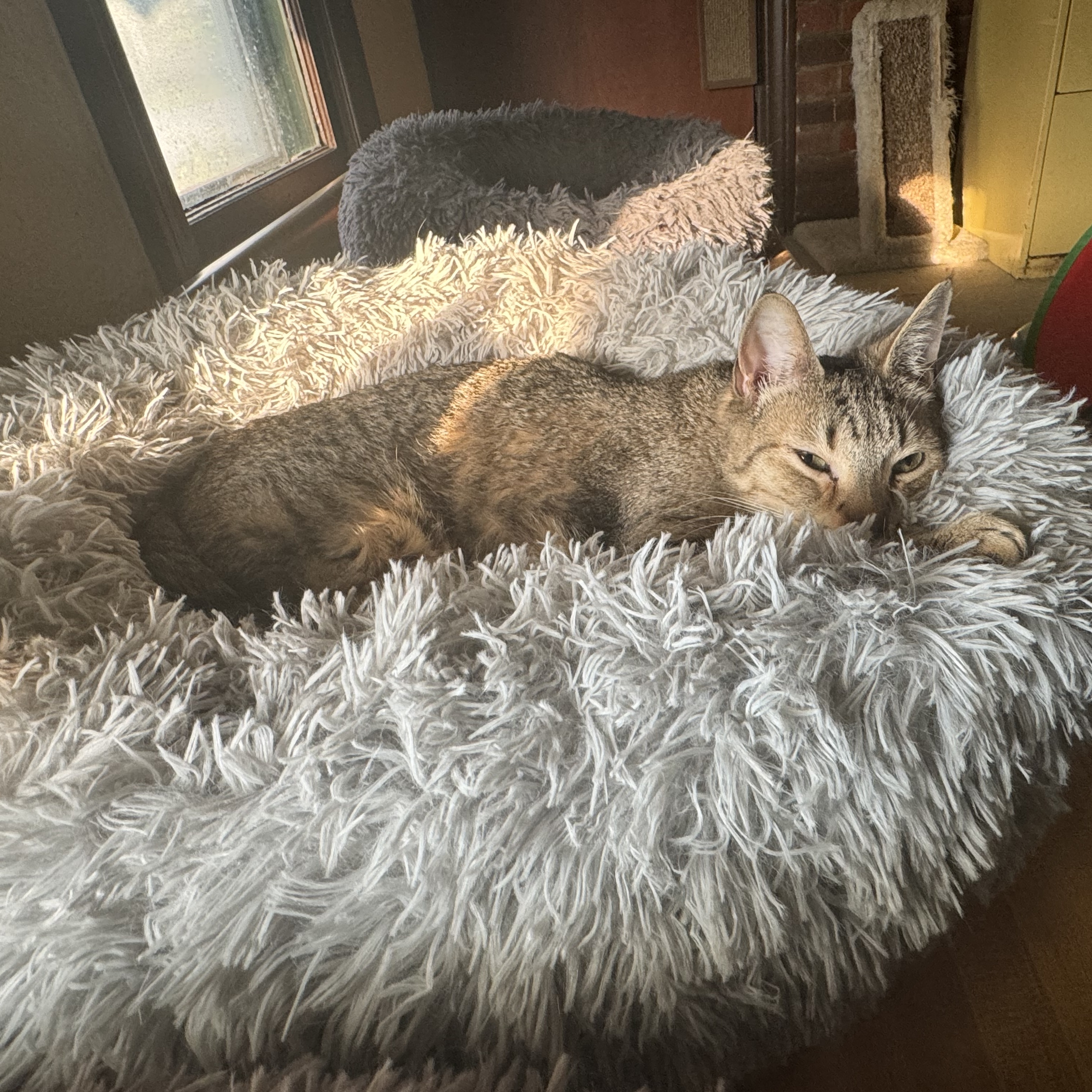 Enlarge Harry, a Adoptable Domestic Short Hair in North Tonawanda, NY image 1/12