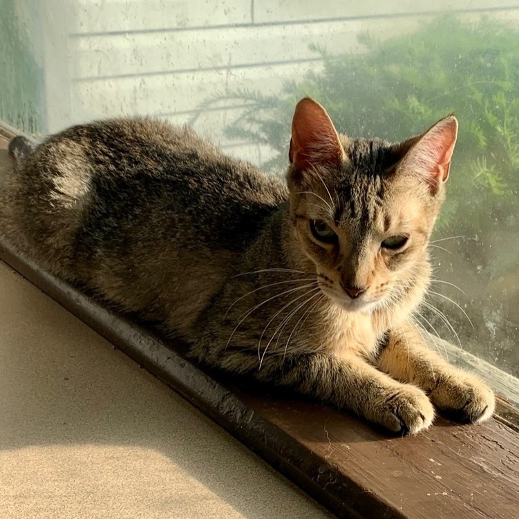 Enlarge Harry, a Adoptable Domestic Short Hair in North Tonawanda, NY image 10/12