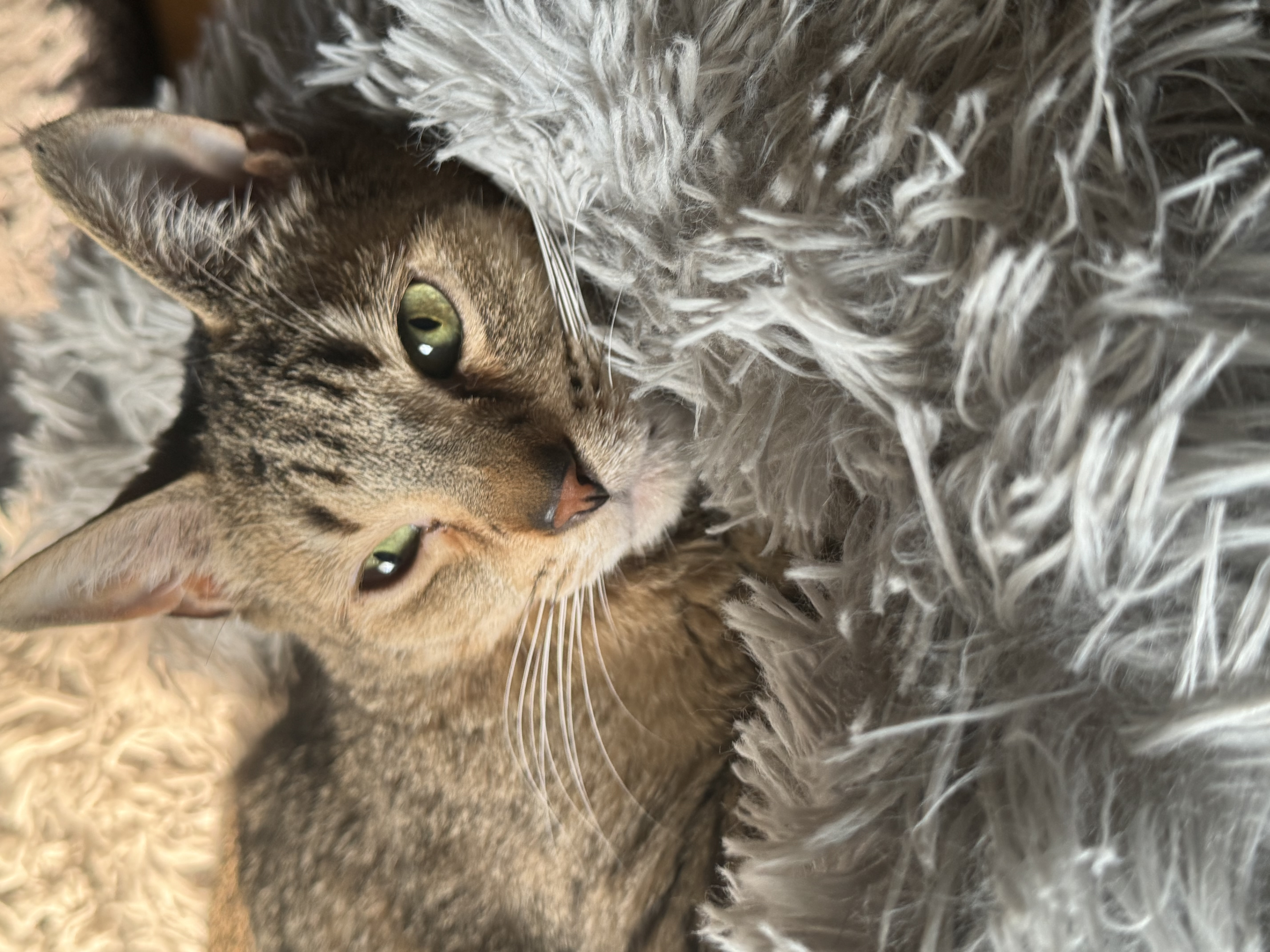 Enlarge Harry, a Adoptable Domestic Short Hair in North Tonawanda, NY image 2/12