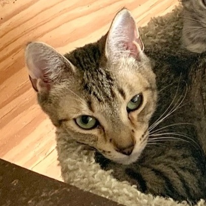 Enlarge Harry, a Adoptable Domestic Short Hair in North Tonawanda, NY image 12/12