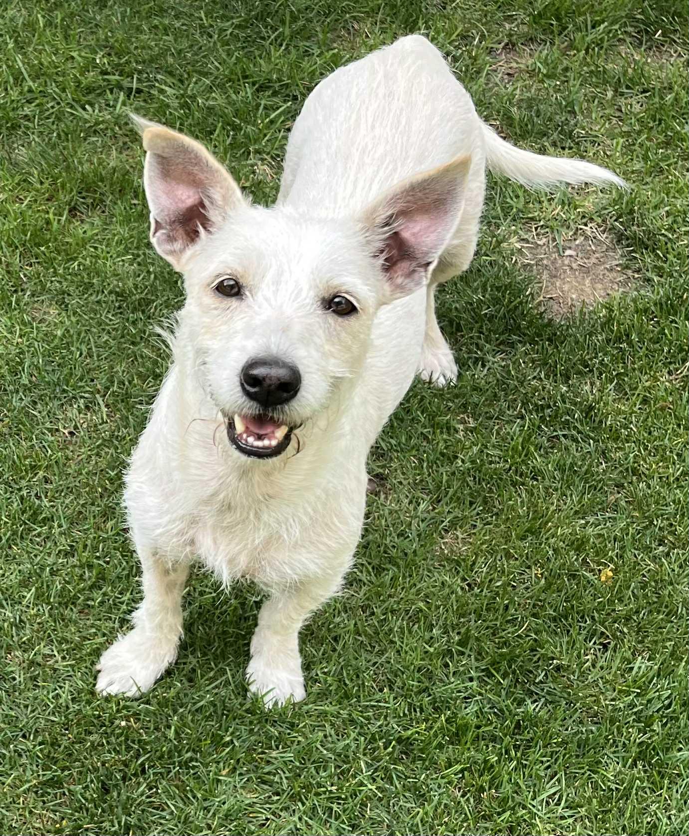 Snow, an adoptable Terrier in Boise, ID, 83704 | Photo Image 1