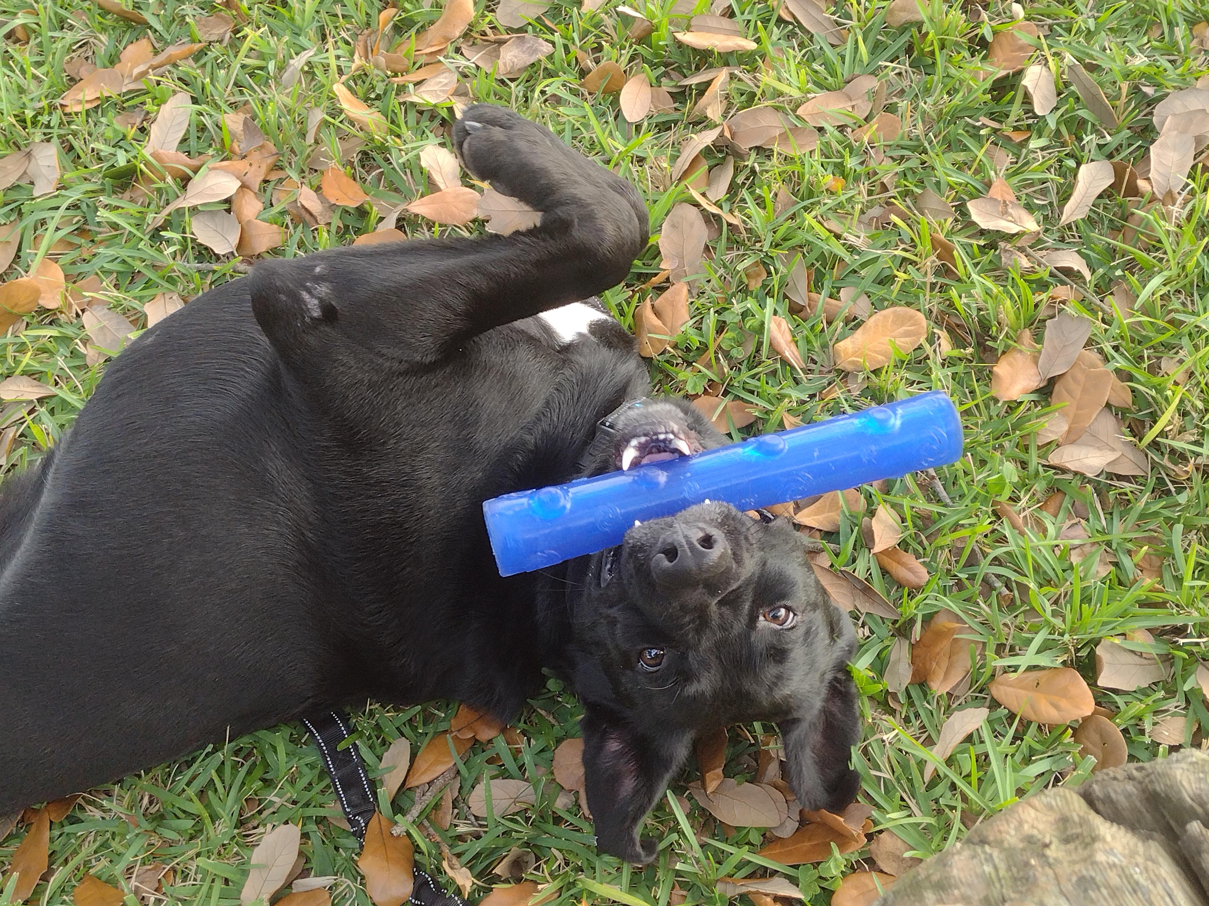 Enlarge Lovebug Cole, a Adoptable mixed breed in Atlanta, GA image 2/6