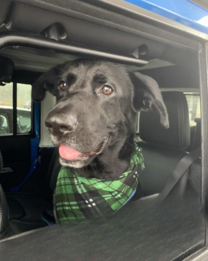 Enlarge Lovebug Cole, a Adoptable mixed breed in Atlanta, GA image 4/6