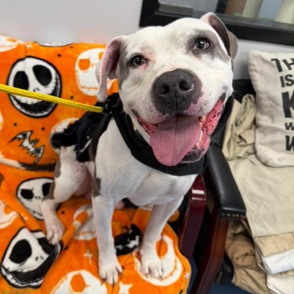 Ace, Adoptable, Adult Male Pit Bull Terrier.
