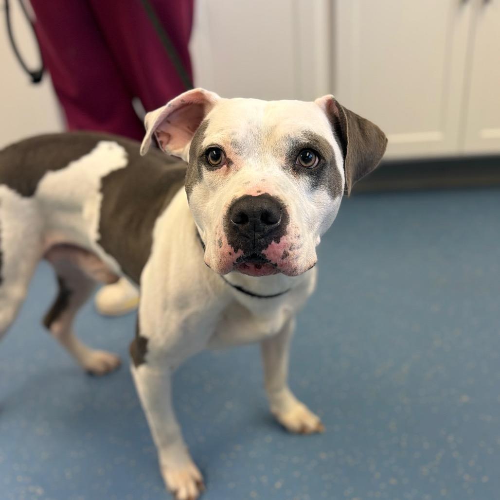 Enlarge Ace, a Adoptable Pit Bull Terrier in Watertown, NY image 2/3