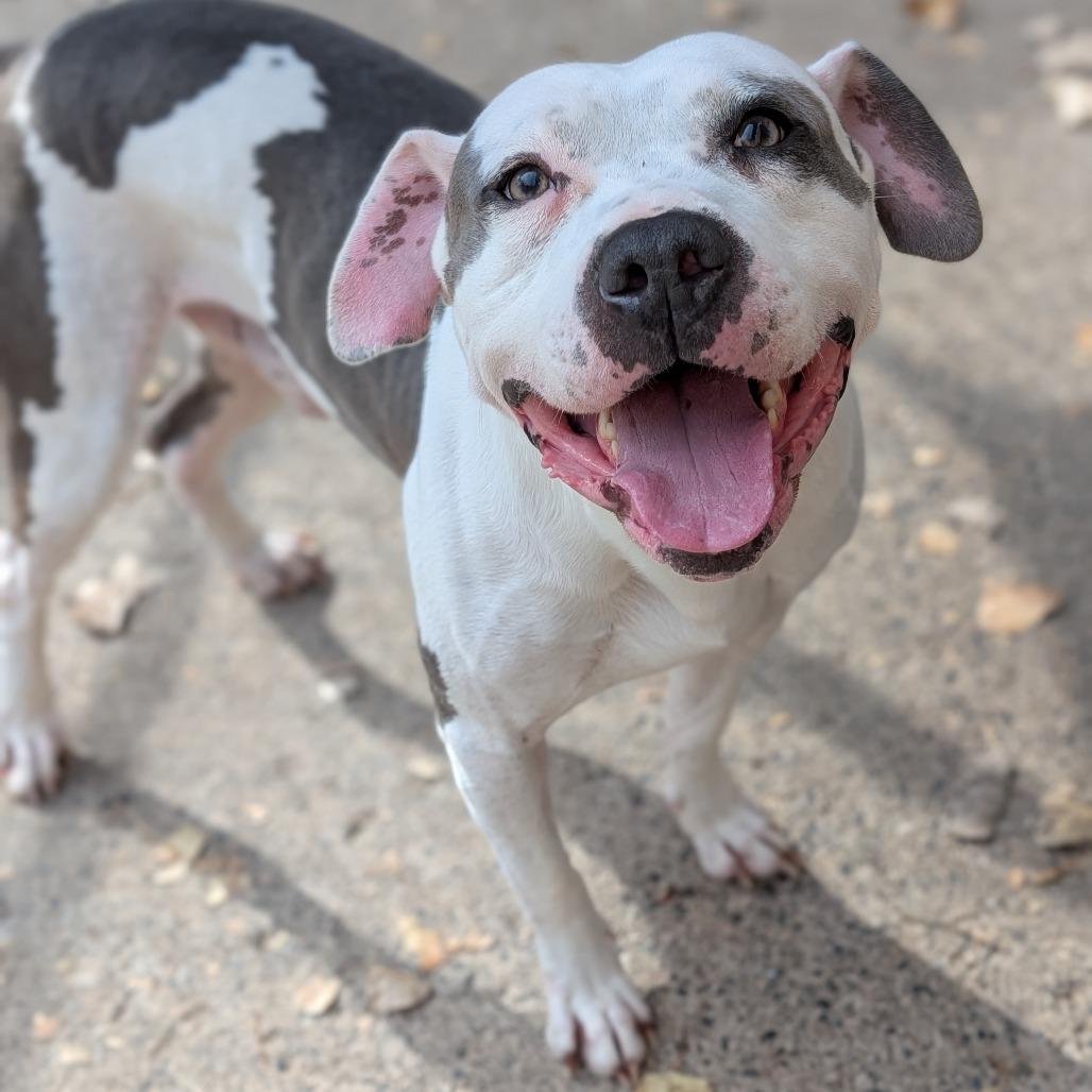 Enlarge Ace, a Adoptable Pit Bull Terrier in Watertown, NY image 3/3