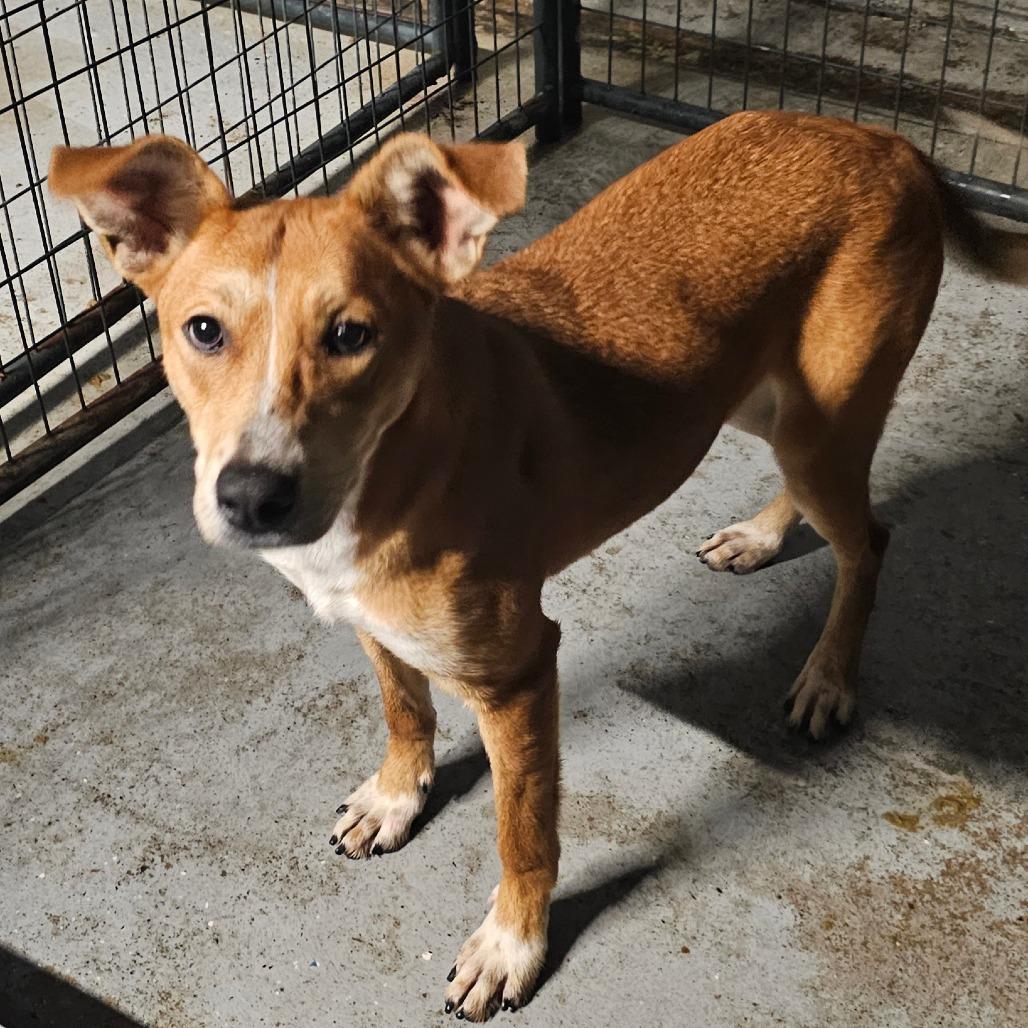 Sabrina, Adoptable, Young Female Mixed Breed.