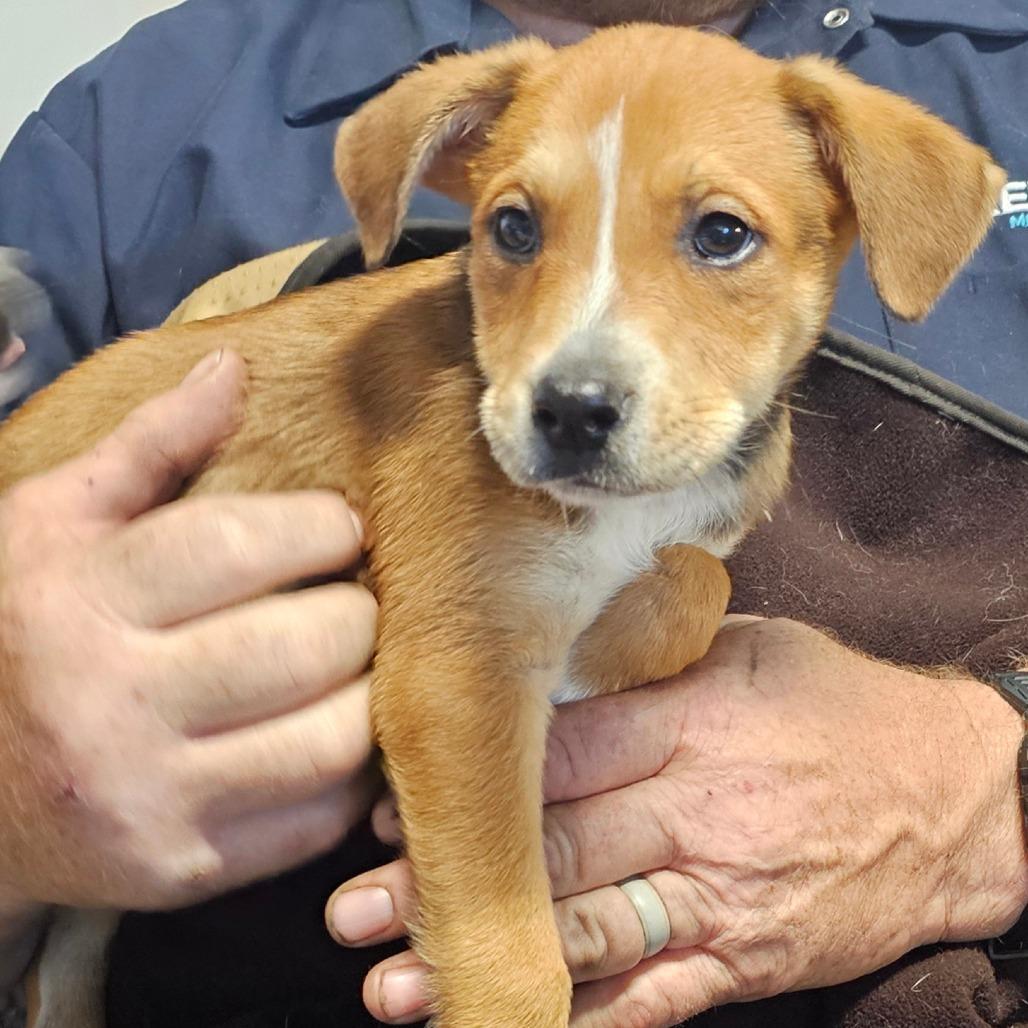 Enlarge Sabrina, a Adoptable Mixed Breed in mount vernon, AR image 1/1