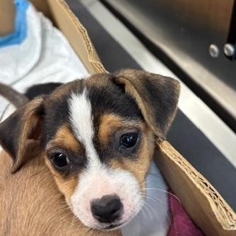 Diamond (The Deck Litter)