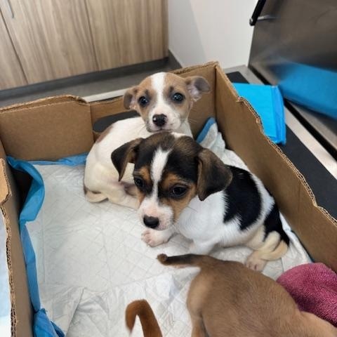 Diamond (The Deck Litter) — thumbnail 4