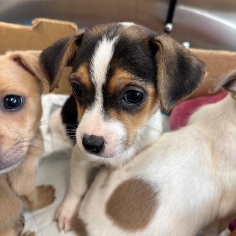 Diamond (The Deck Litter) — thumbnail 5