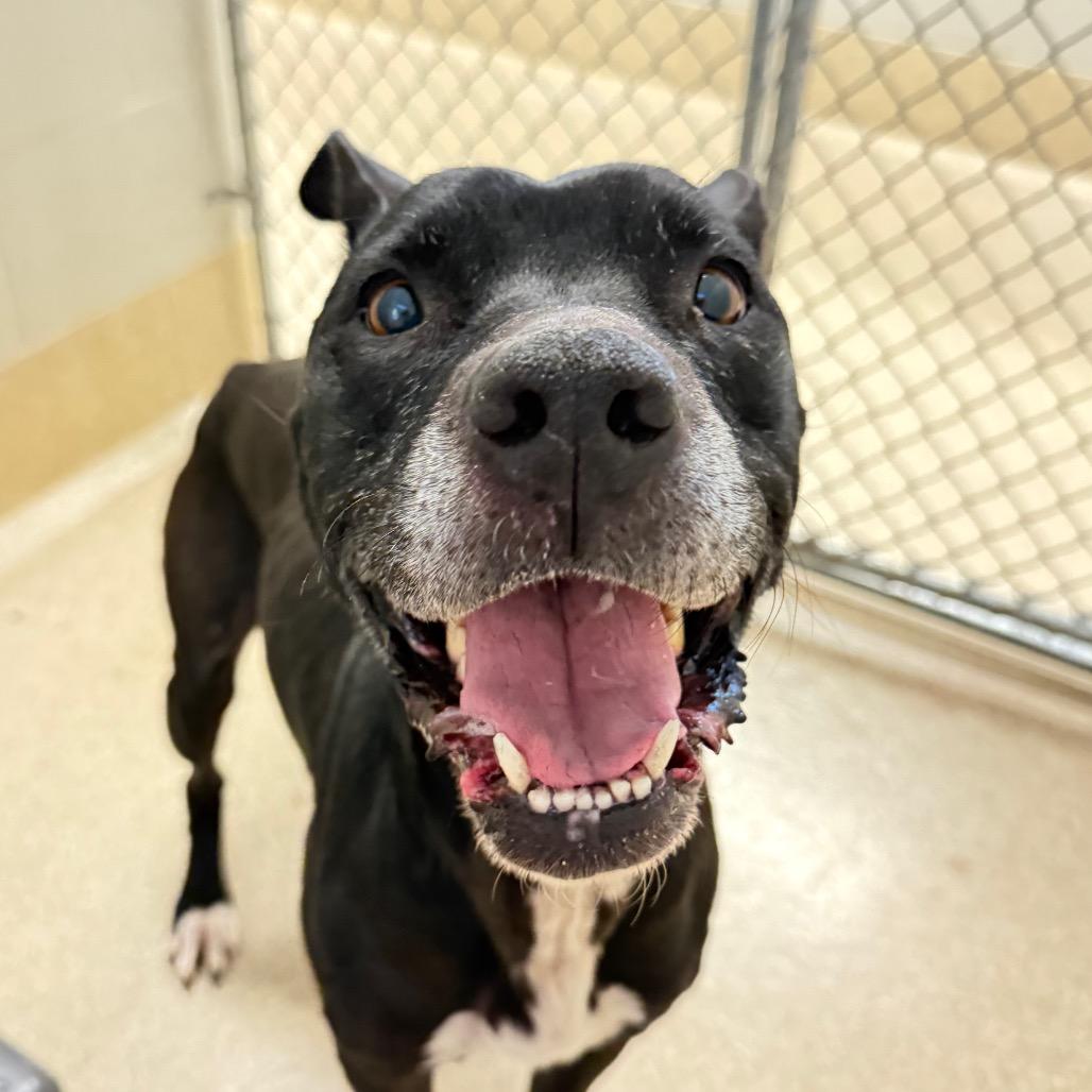 Minnie, Adoptable, Senior Female Pit Bull Terrier.