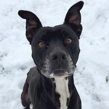 Enlarge Minnie, a Adoptable Pit Bull Terrier in Bristol, IN image 3/3