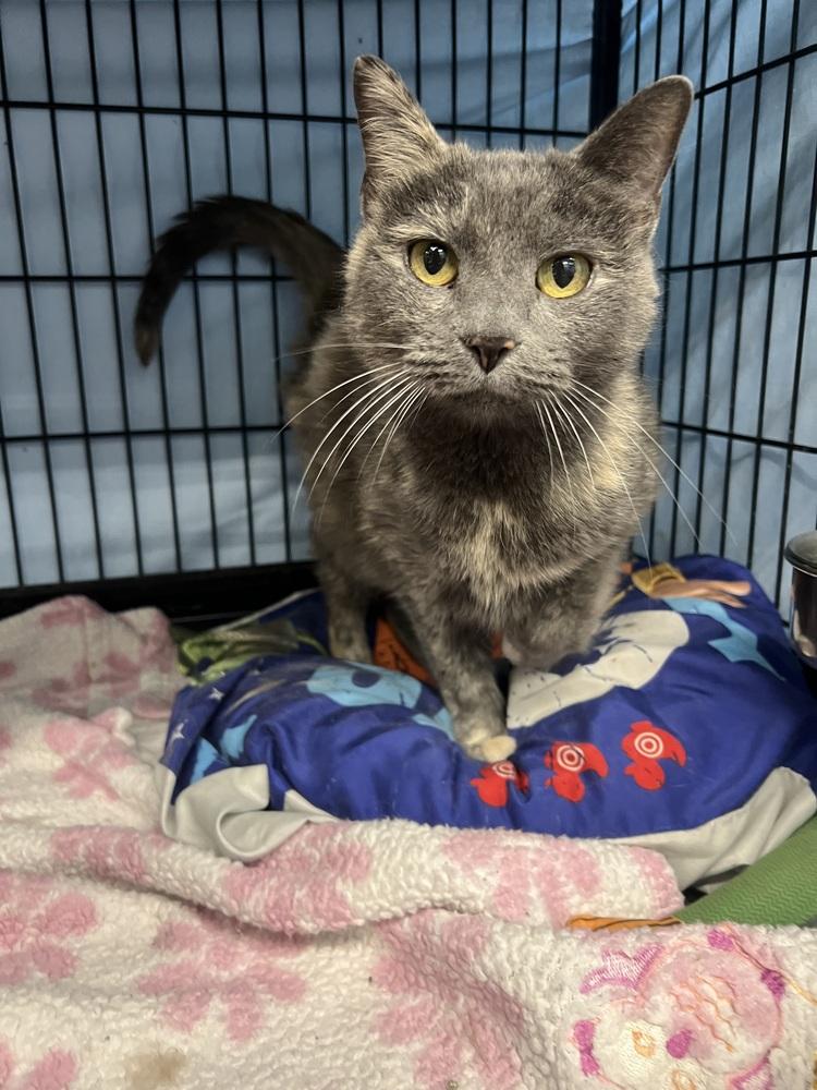 Panera, Adoptable, Adult Female Domestic Short Hair.