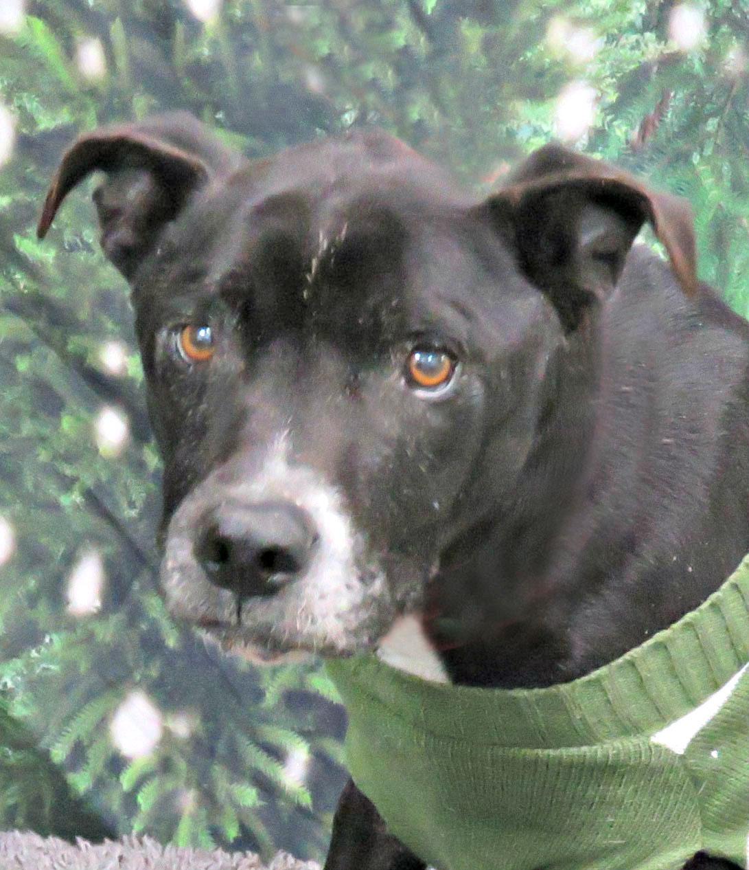 Enlarge Sanford, an adopted mixed breed in Lexington, VA image 2/2