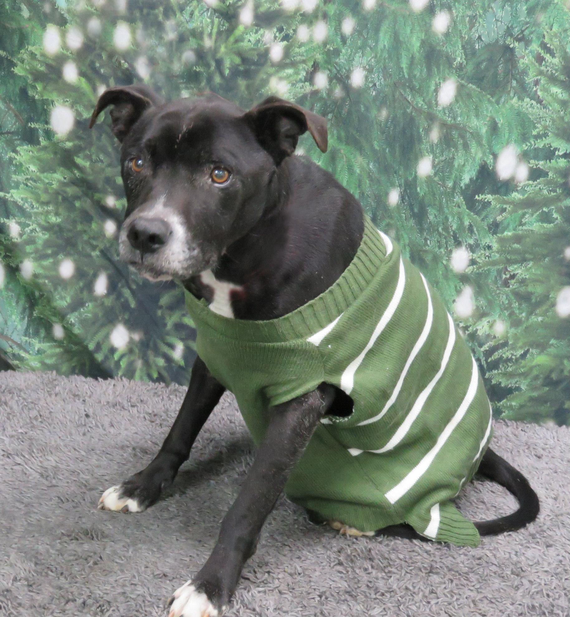 Sanford, adopted, Senior Male Boxer & Labrador Retriever.