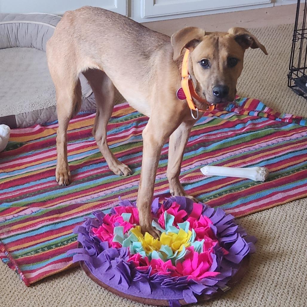 Hatteras, Adoptable, Young Female Mixed Breed.
