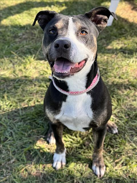 ESTE, Adoptable, Adult Female Labrador Retriever & Mixed Breed.