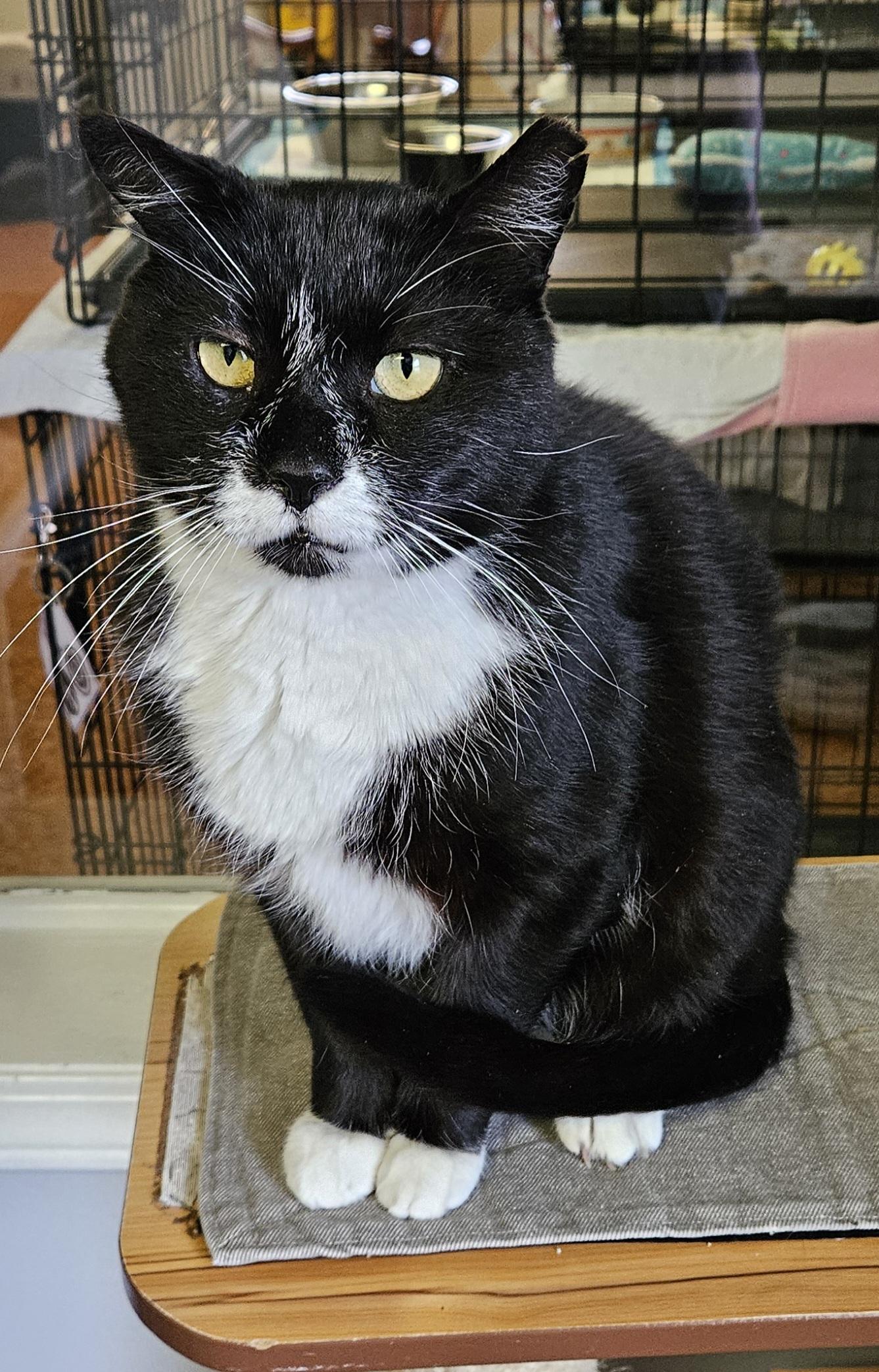 Enlarge Fritz, a ADOPTABLE Domestic Short Hair in Brockport, NY image 5/6