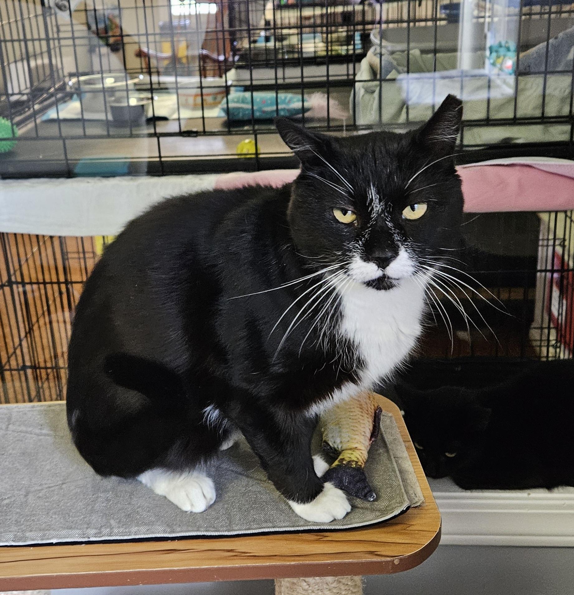 Enlarge Fritz, a ADOPTABLE Domestic Short Hair in Brockport, NY image 3/6
