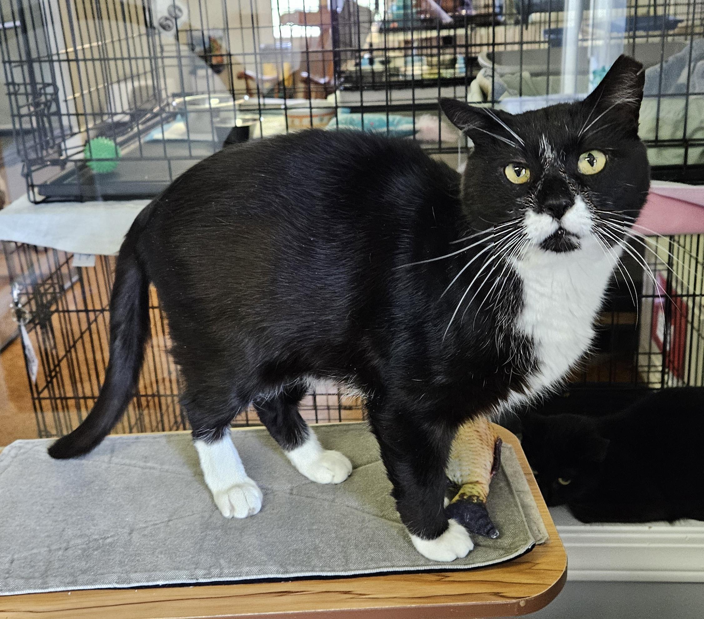 Fritz, ADOPTABLE, Adult Male Domestic Short Hair.