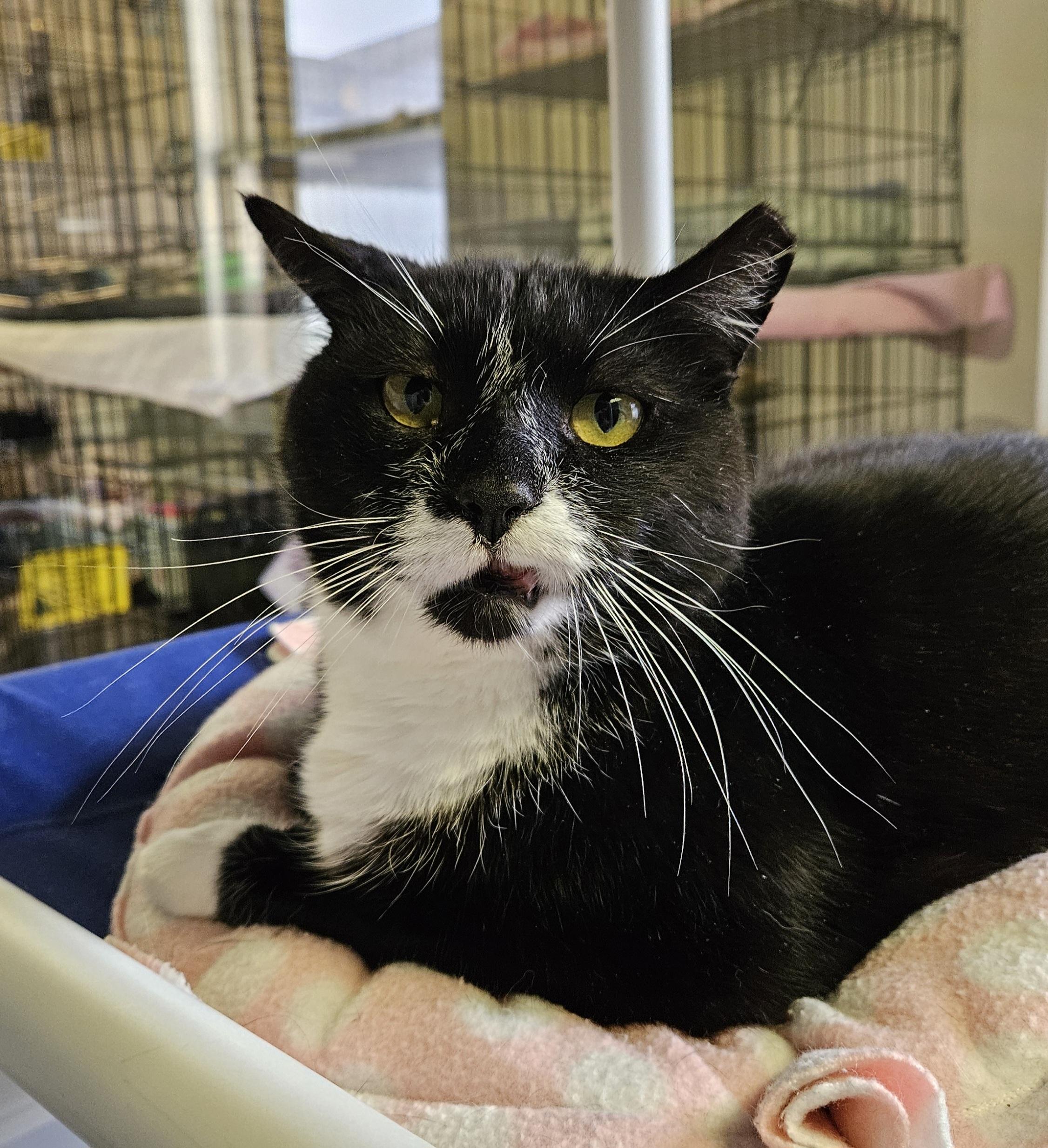 Enlarge Fritz, a ADOPTABLE Domestic Short Hair in Brockport, NY image 4/6