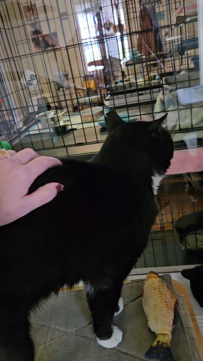 Enlarge Fritz, a ADOPTABLE Domestic Short Hair in Brockport, NY video 6/6