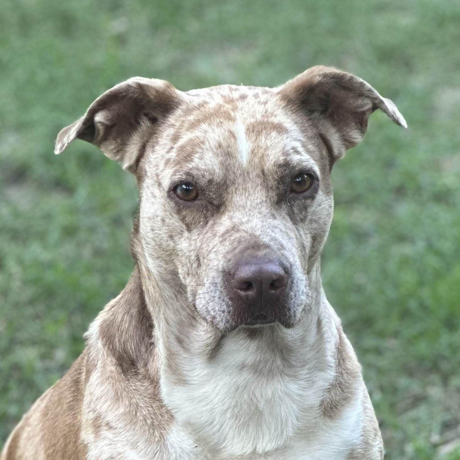 BERNADETTE, Adoptable, Adult Female Catahoula Leopard Dog.