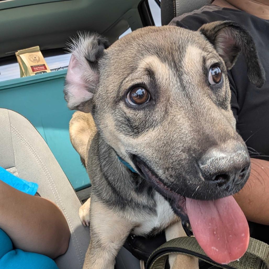 Enlarge Pelusa, a Adoptable Mixed Breed in Huntsville, AL image 1/3