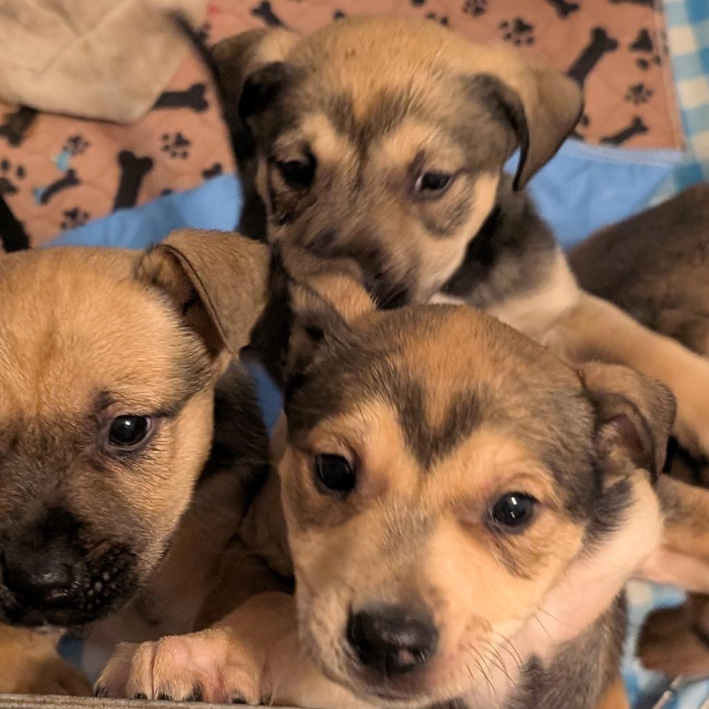 Enlarge Pelusa, a Adoptable Mixed Breed in Huntsville, AL image 2/3