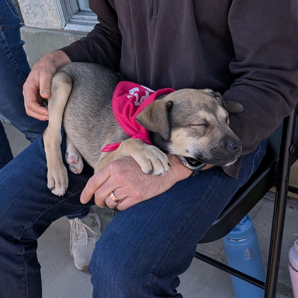 Enlarge Pelusa, a Adoptable Mixed Breed in Huntsville, AL image 3/3