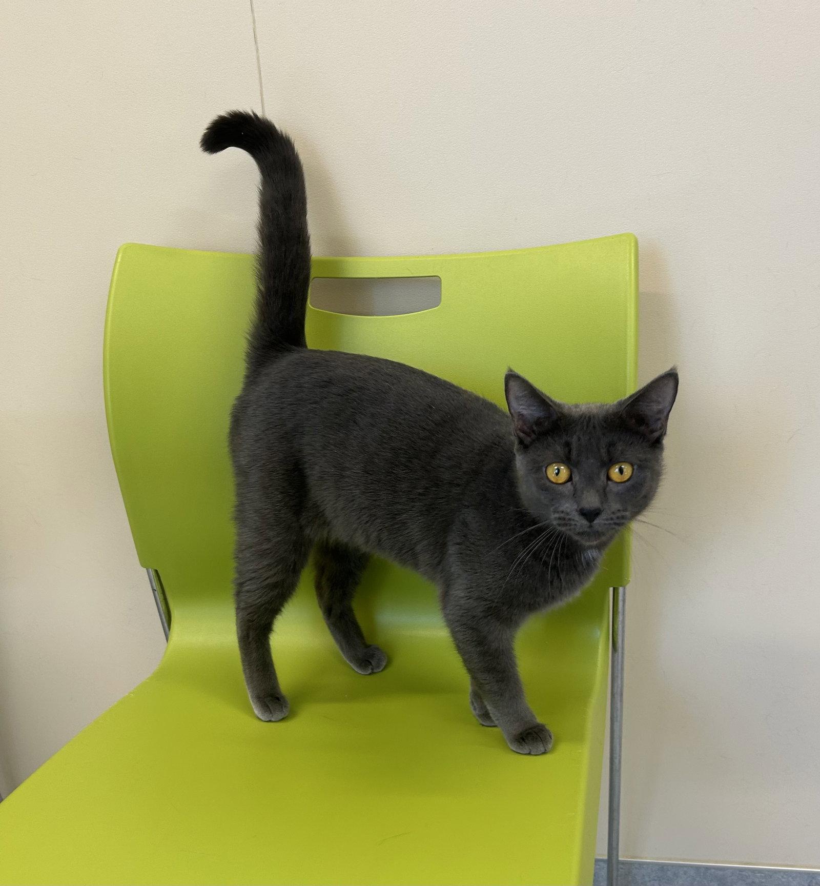 Ember, Adoptable, Adult Female Domestic Short Hair.