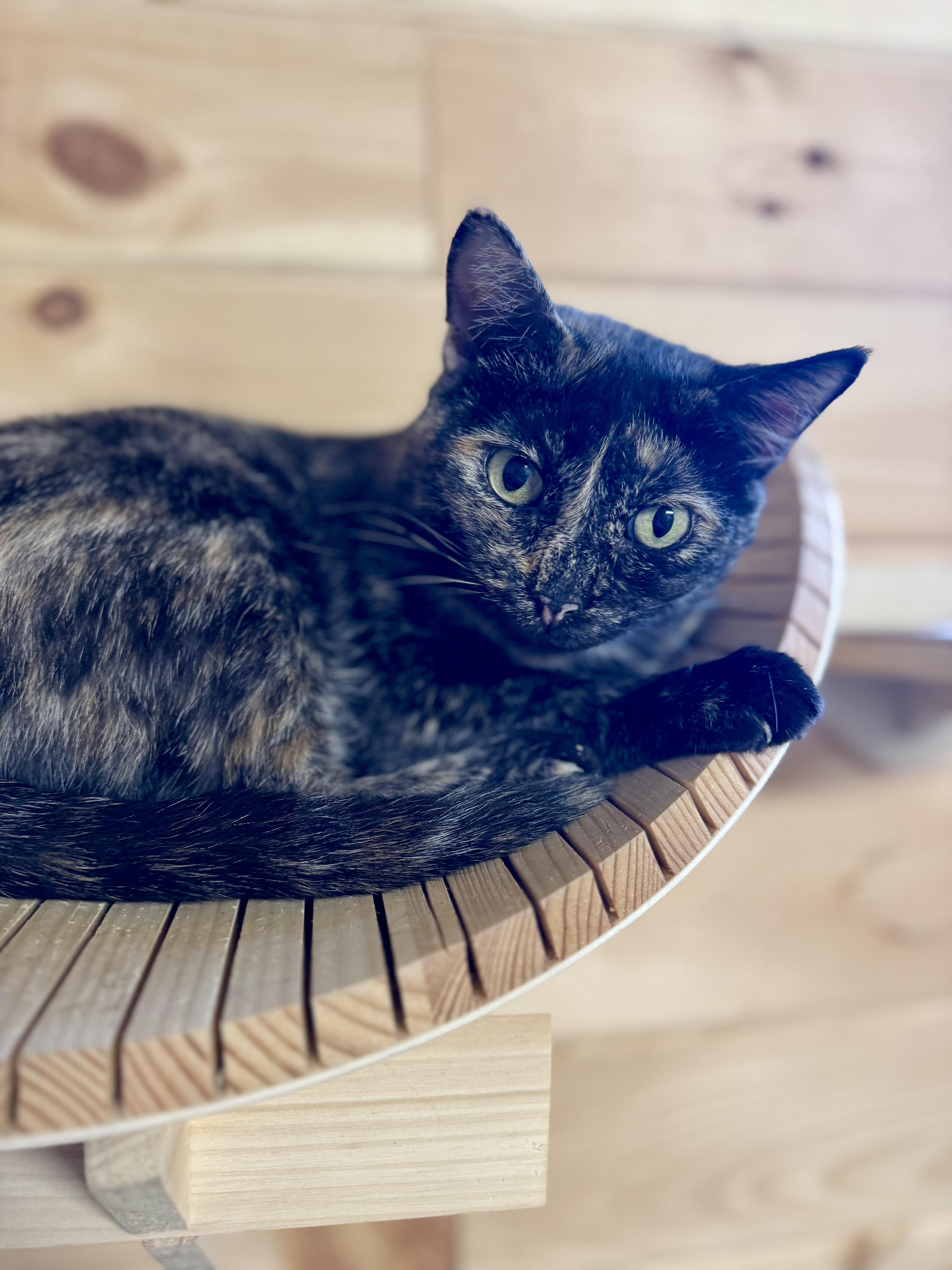 Gabriella, Adoptable, Adult Female American Shorthair.