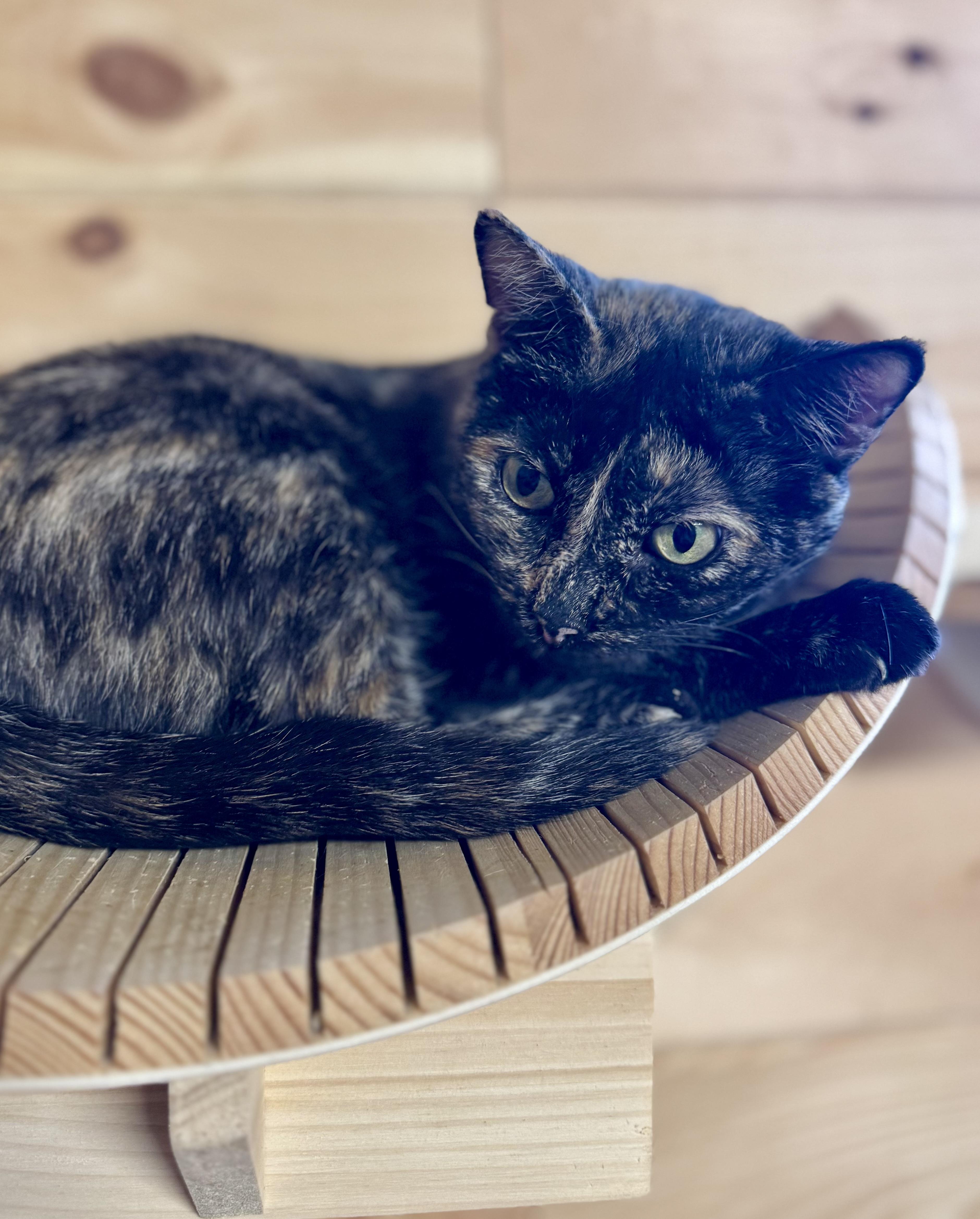 Enlarge Gabriella, a Adoptable American Shorthair in Saint Augustine, FL image 2/3