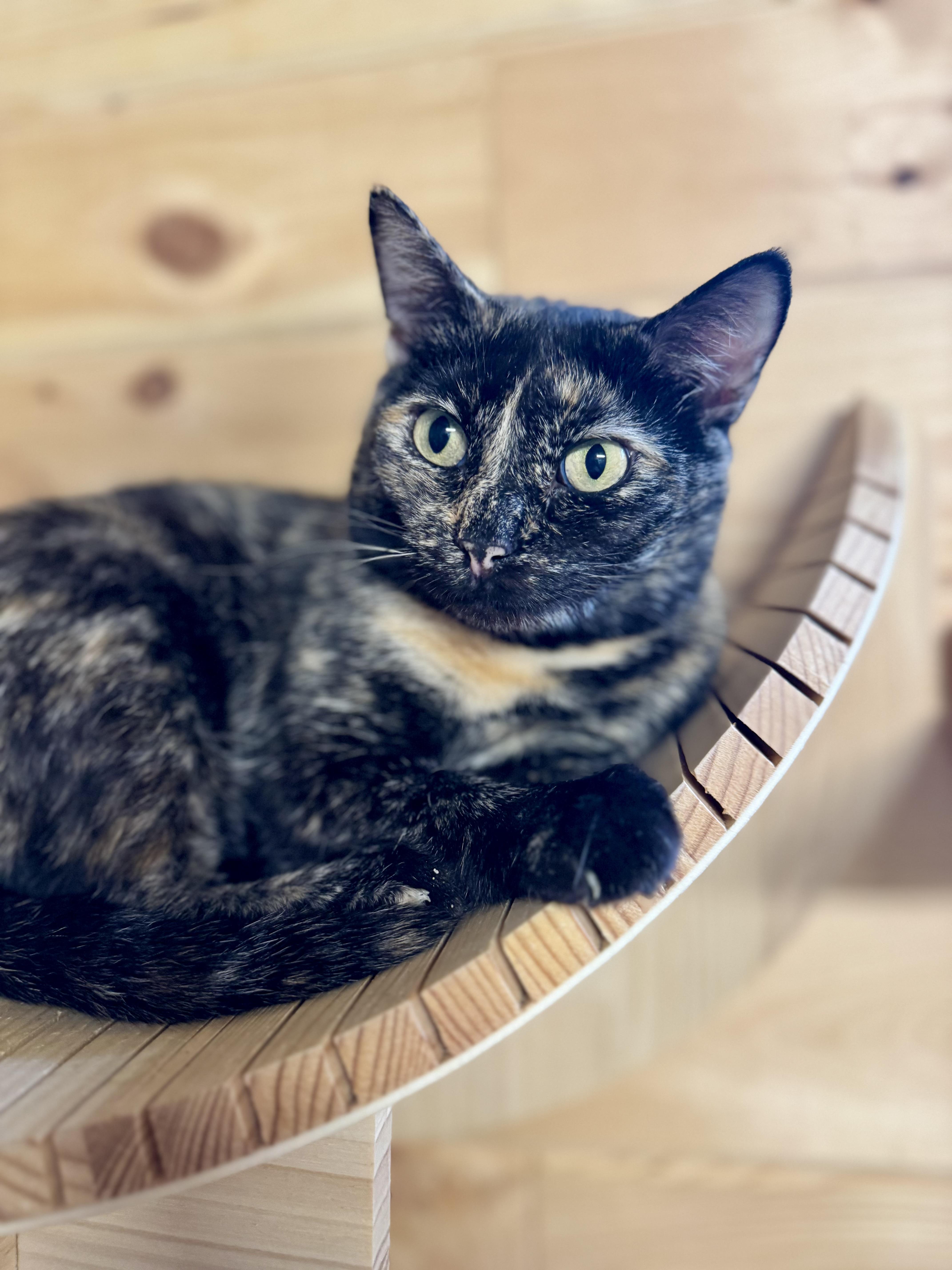 Enlarge Gabriella, a Adoptable American Shorthair in Saint Augustine, FL image 3/3