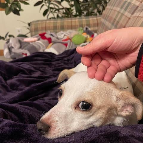 Enlarge Lily, a Adoptable Mixed Breed in Madison, WI image 1/6