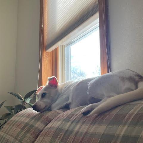 Enlarge Lily, a Adoptable Mixed Breed in Madison, WI image 2/6