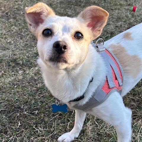 Enlarge Lily, a Adoptable Mixed Breed in Madison, WI image 3/6