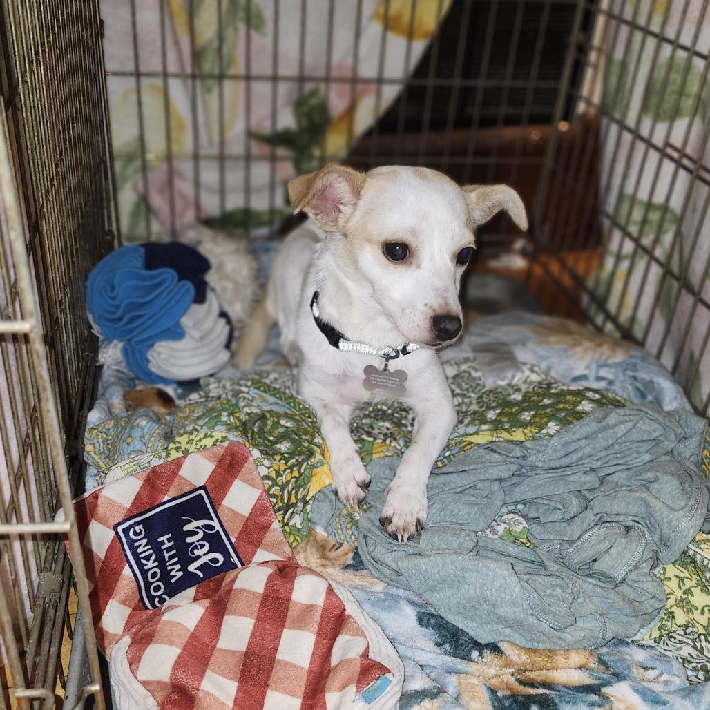 Lily, Adoptable, Adult Female Mixed Breed.