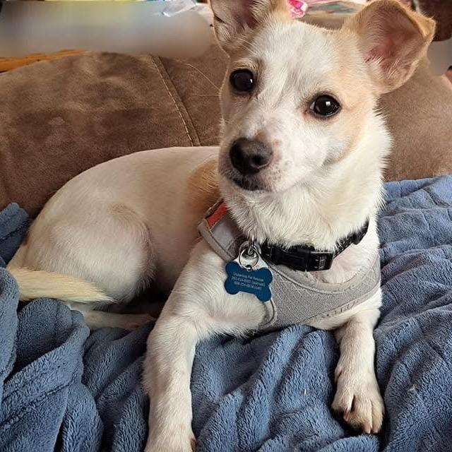 Enlarge Lily, a Adoptable Mixed Breed in Madison, WI image 5/6